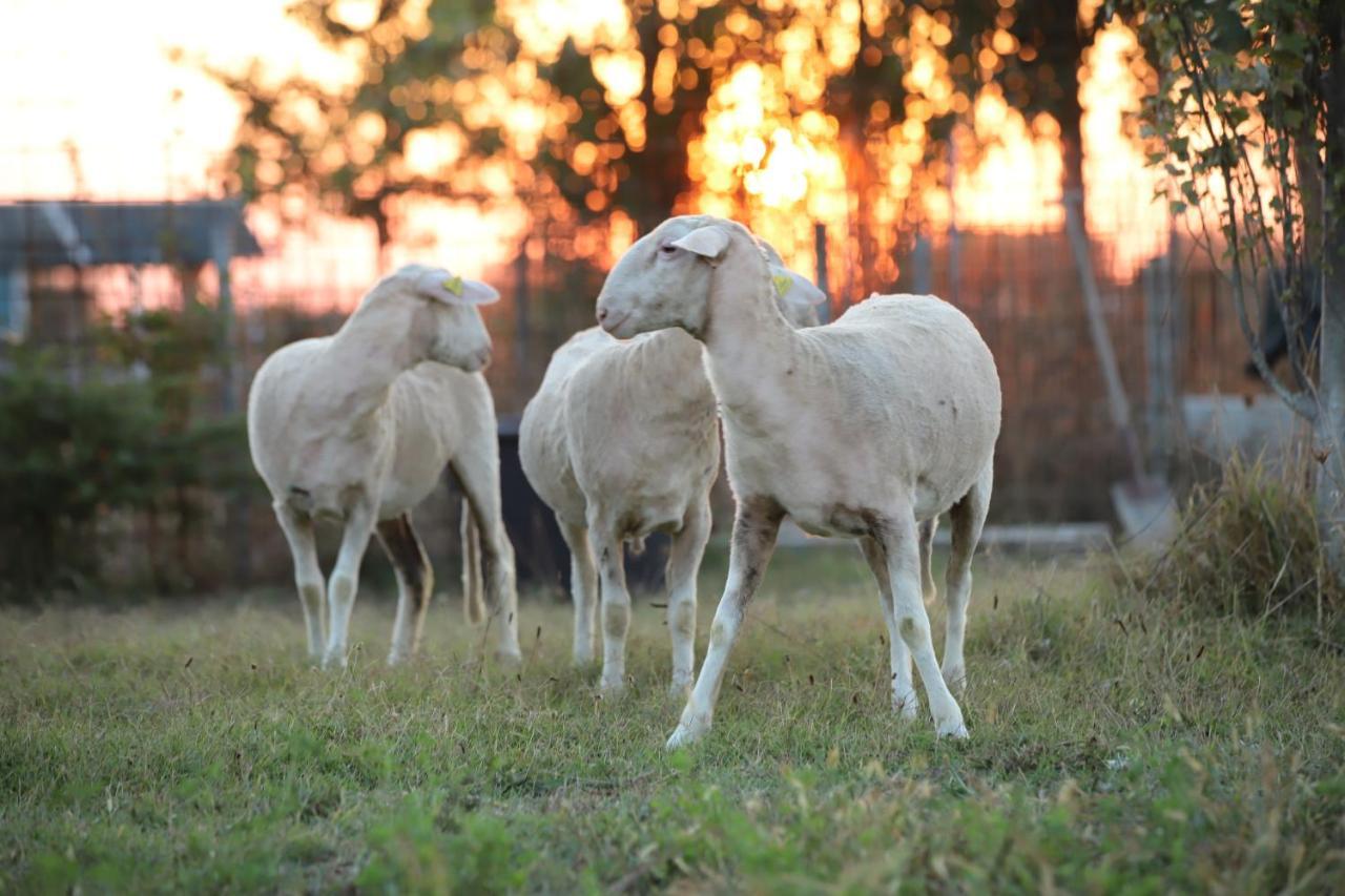 Agriturismo Tre Di Spade ซาวิโอ ดิ ราเวนนา ภายนอก รูปภาพ
